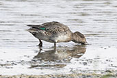 Teal, Trimley Marshes, Suffolk, September 2024 - click for larger image