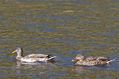 Mallard, River Tweed, Scotland, September 2005 - click for larger image