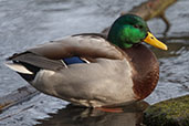 Mallard, Blackford Pond, Edinburgh, Scotland, January 2006 - click for larger image