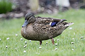 Mallard, Monks Eleigh, Suffolk, England, April 2015 - click for larger image