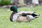 Mallard, Monks Eleigh, Suffolk, England, April 2015 - click for larger image