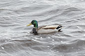 Mallard, Isle of Lewis, Scotland, May 2023 - click for larger image