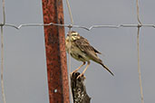 Tawny Pipit, Andalusia, Spain, May 2022 - click for larger image