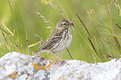Meadow Pipit, Finlaggan, Islay, Scotland, June 2024 - click for larger image