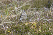 Meadow Pipit, Findhorn Valley, Scotland, June 2025 - click for larger image
