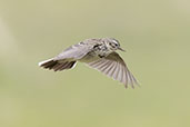 Meadow Pipit, Findhorn Valley, Scotland, June 2025 - click for larger image