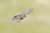 Meadow Pipit, Findhorn Valley, Scotland, June 2025 - click for larger image