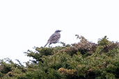 Water Pipit, Navarra, Spain, May 2022 - click for larger image