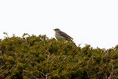 Water Pipit, Navarra, Spain, May 2022 - click for larger image