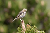 Tree Pipit, Aragon, Spain, May 2022 - click for larger image
