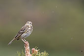 Tree Pipit, Aragon, Spain, May 2022 - click for larger image