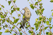 Tree Pipit, Cairngorms, Invernessshire, Scotland, May 2023 - click for larger image