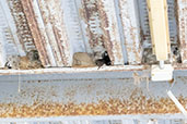 Little Swift, Chipiona, Andalusia, Spain, May 2022 - click for larger image