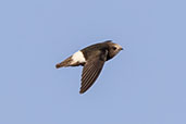 Little Swift, Chipiona, Andalusia, Spain, May 2022 - click for larger image