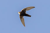 Little Swift, Chipiona, Andalusia, Spain, May 2022 - click for larger image