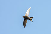 Swift, Monks Eleigh, Suffolk, May 2021 - click for larger image