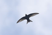 Swift, Monks Eleigh, Suffolk, June 2025 - click for larger image