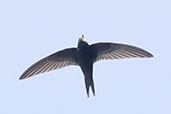 Swift, Monks Eleigh, Suffolk, July 2025 - click for larger image