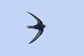 Swift, Monks Eleigh, Suffolk, July 2025 - click for larger image