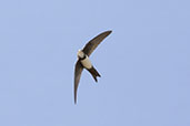Alpine Swift, Embalse de Alange, Extremadura, Spain, May 2022 - click for larger image