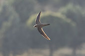 Alpine Swift, Embalse de Alange, Extremadura, Spain, May 2022 - click for larger image