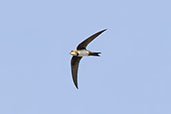 Alpine Swift, Embalse de Alange, Extremadura, Spain, May 2022 - click for larger image
