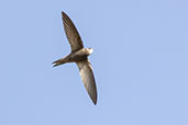 Pallid Swift, Andalusia, Spain, May 2022 - click for larger image
