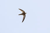Pallid Swift, Andalusia, Spain, May 2022 - click for larger image