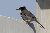 Sardinian Warbler, Andalucia, Spain, May 2022 - click for larger image