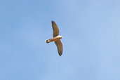 Kestrel, Kato Zacro, Crete, October 2002 - click for larger image