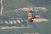 Griffon Vulture, Mount Youchtas, Crete, November 2002 - click for larger image