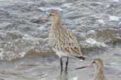 Bar-tailed Godwit, Musselburgh, Scotland, November 2002 - click for larger image