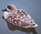 Marbled Teal (Captive) August 2000 - click for larger image