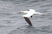 Gannet, Berneray - Leverburgh Ferry, Western Isles, Scotland, May 2023 - click for larger image