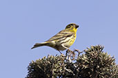 Serin, Delta del Llobregat, Catalonia, Spain, March 2017 - click for larger image