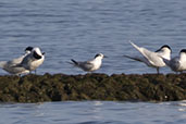 Little Tern, Andalucia, Spain, May 2022 - click for larger image