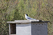 Little Tern, Andalucia, Spain, May 2022 - click for larger image