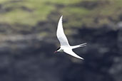 Arctic Tern, Butt of Lewis, Scotland, May 2023 - click for larger image