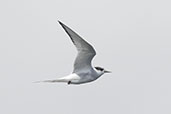 Arctic Tern, Islay, Scotland, June 2024 - click for larger image