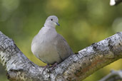 Collared Dove, Monks Eleigh, Suffolk, England, May 2015 - click for larger image