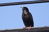 Spotless Starling, Monfrague, Extramadura, Spain, March 2018 - click for larger image