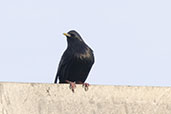Spotless Starling, Cataluna, Spain, May 2022 - click for larger image