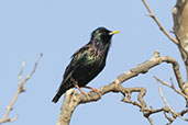 Starling, Cataluna, Spain, May 2022 - click for larger image