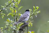 Male Blackcap, Bradfield Wood, Suffolk, May 2021 - click for larger image