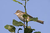 Whitethroat, Monks Eleigh, Suffolk, June 2007 - click for larger image
