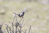 Dartford Warbler, Monfrague, Extramaduro, Spain, March 2018 - click for larger image