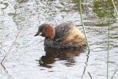 Little Grebe, Coto Donana, Andalucia, Spain, March 2018 - click for larger image