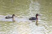 Little Grebe, Barcelona, Catalunya, Spain, May 2022 - click for larger image