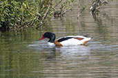 Lackford Lakes, Suffolk, England, May 2021 - click for larger image