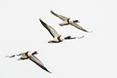 Hazelwood Marshes, Suffolk, England, April 2023 - click for larger image